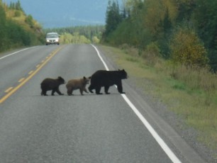 Northern Traffic!
